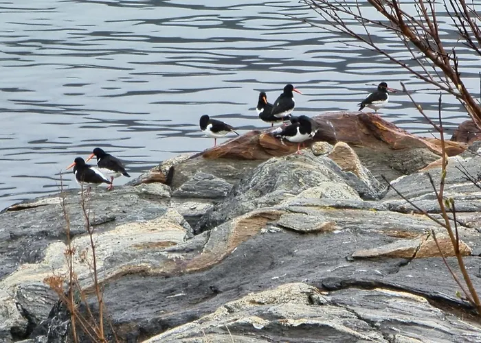 Hébergement de vacances Lofoten Mountains Midnight Sun And Nothern Lights In *