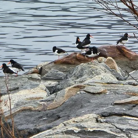 Feriehus Engeløya Steigen. Velkommen Til Det Gode Ferieliv. *